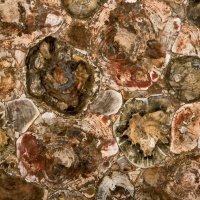 Petriefied Wood